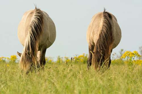 dois animais Cavalos