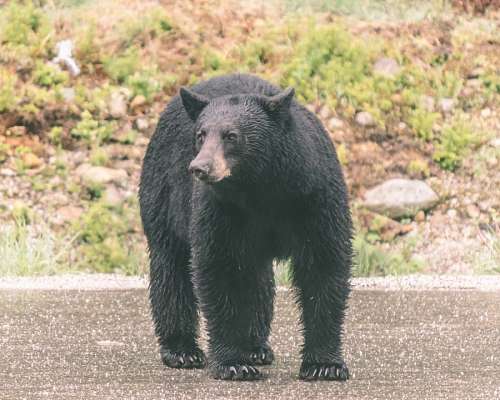 urso preto Urso Preto