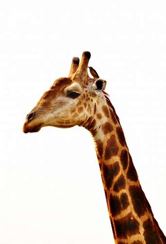 girafa Girafa