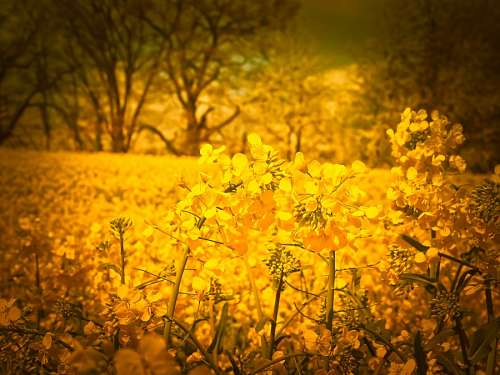 michael Campo de flores amarelas
