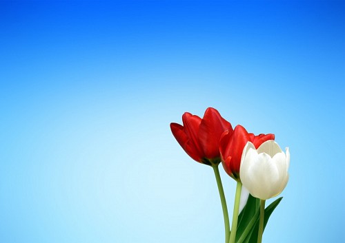 Tulipas vermelhas e brancas