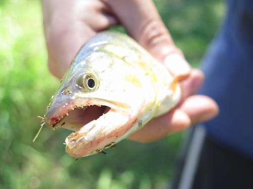 Peixe dourado