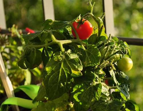 tomates cereja Tomate cereja