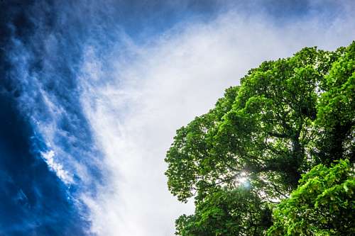 paisagem, céu, verde, árvore, árvores, luz, luzes,