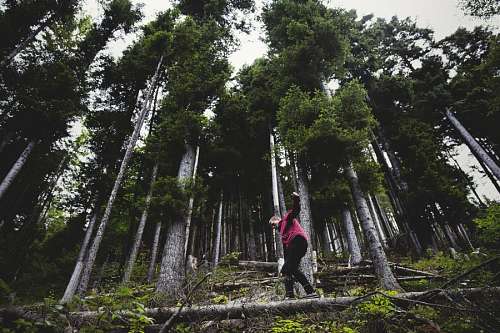 caminho da floresta Equilíbrio