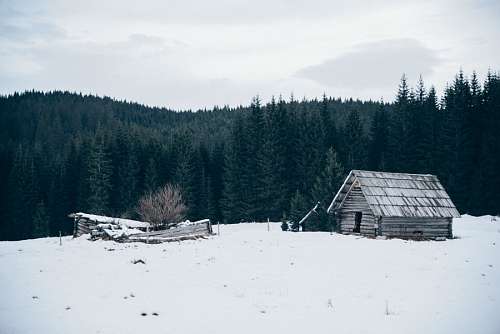 Cabana de neve na floresta