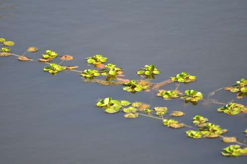Plantas no lago