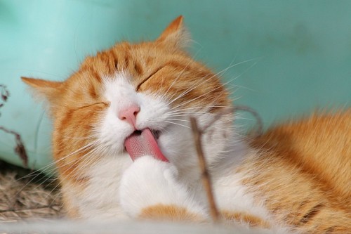 gato enrugado Adorável gato lambendo a pata