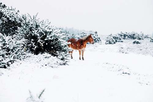 caballos Cavalo na neve