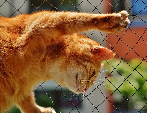 Gatinho impertinente subindo a cerca