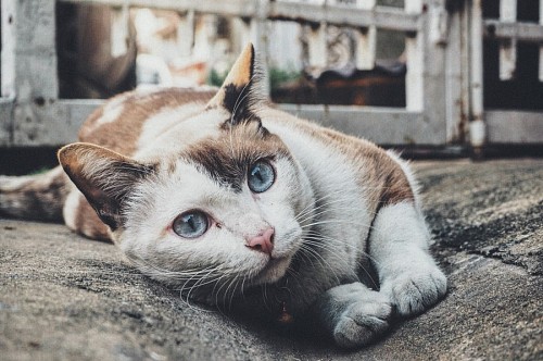 linda animais Lindo gato de olhos azuis