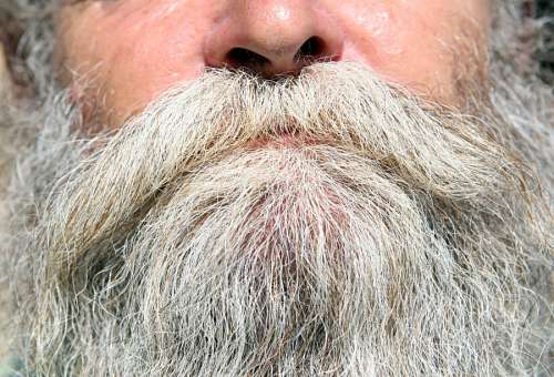 beard barba