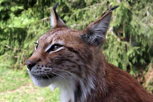 lince Lince