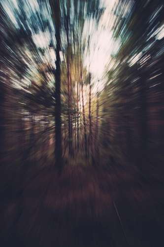 fora de foco Forest