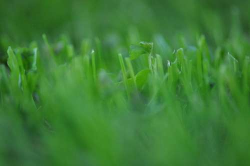 Textura de grama