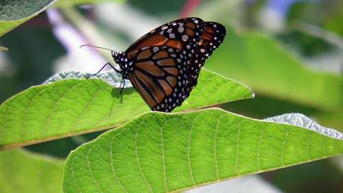 mariposas Borboleta