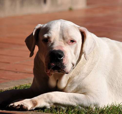 buldogue Buldogue Argentino