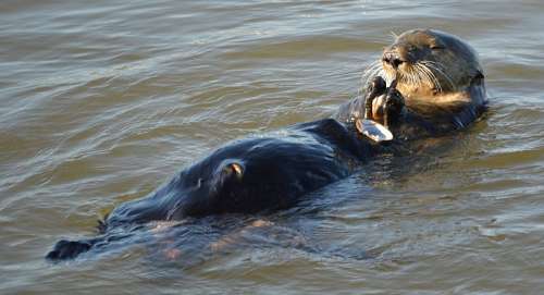 castor Lontra
