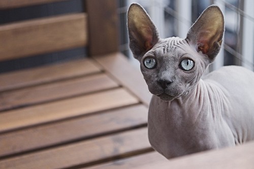 Gato egípcio Sphynx com olhos azuis