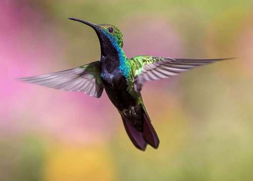 papeis de parede 4k Beija-flor 4k papel de parede