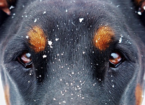 puro sangue Belo olhar canino sob a neve