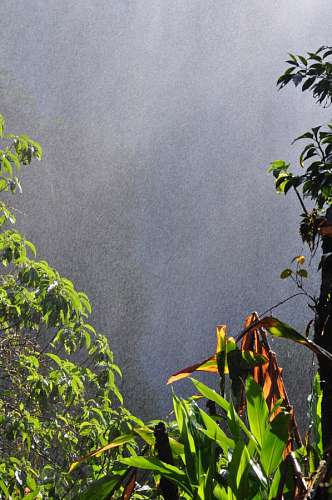 Selva