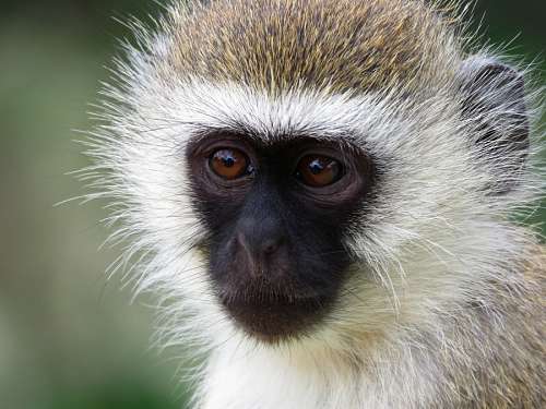 Macaco de vervet