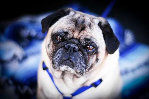 Cão Pug