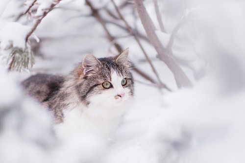 aproveite Gato peludo, aproveitando a neve