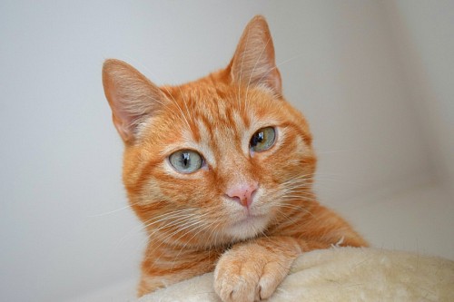gato enrugado Pele vermelha felina e olhos roucos