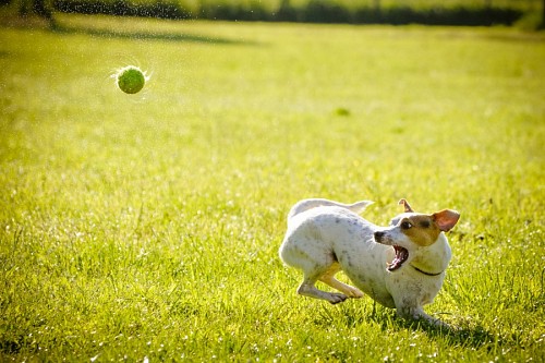 agradavel Cachorro engraçado brincar com sua bola de tênis
