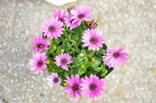 Osteospermum roxo