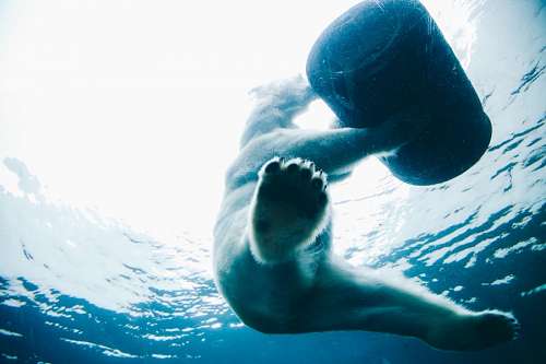 90 anos Urso polar