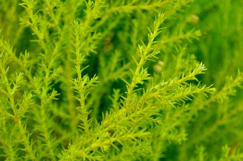 conifera Pinheiro