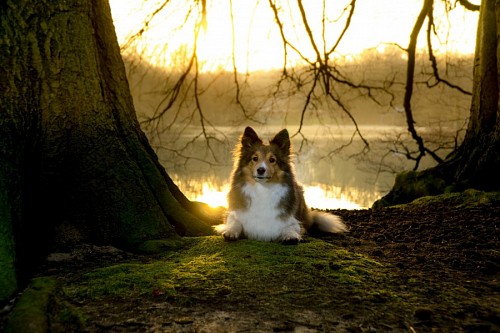 agradavel Sheltie cachorro posando na floresta
