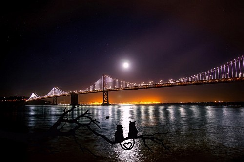 Par, gatos, observar, san francisco, ponte