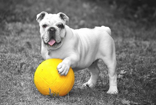 Amigável Bulldog Inglês com sua bola amarela