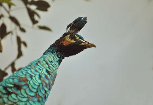 Pavão