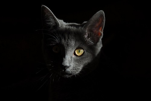 gatinho gato de bebe Gato cinzento com fundo preto