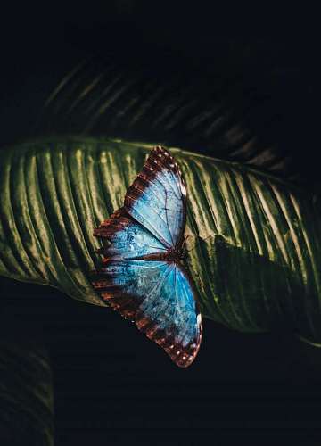 asas de borboleta 