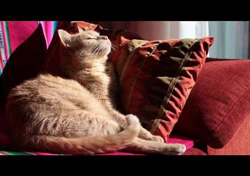 vivendo Gato relaxando na poltrona
