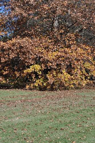 Paisagem outonal