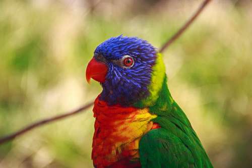 passaro tropical Pássaro periquito