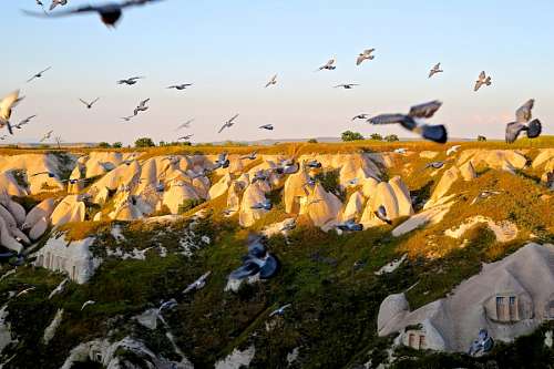 gaivotas Gaivotas