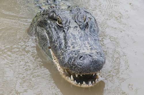 predador crocodilo
