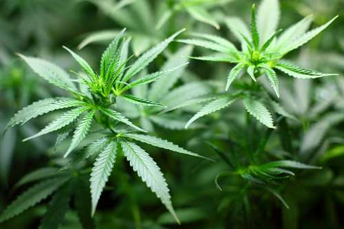 maconico Maconha
