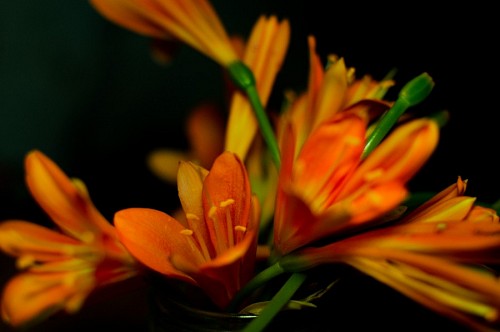 gradiente de cor Flores artificiais em fundo preto