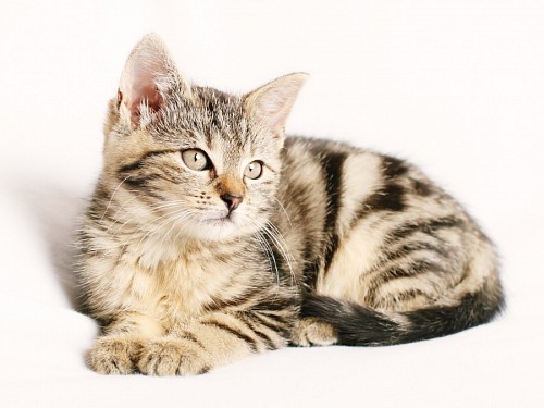 pato carne branca Gatinho doce do bebê no fundo branco