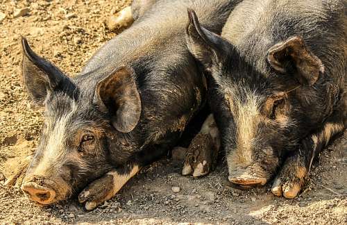 dois animais Porcos na fazenda