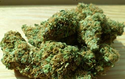 maconico Maconha